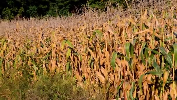 Campo Maíz Maduro Listo Para Cosecha Soleado Día Otoño — Vídeo de stock