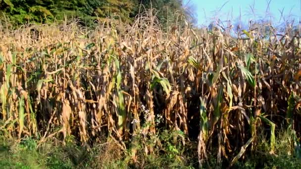 Dojrzałe Pole Kukurydzy Gotowe Zbiorów Słoneczny Wczesny Jesienny Dzień — Wideo stockowe