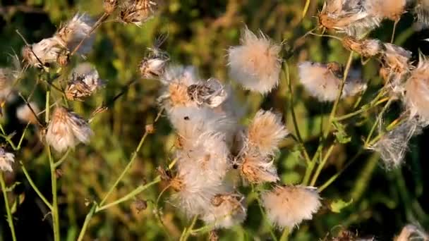 Torra Växter Blommor Gungar Hösten Bris — Stockvideo