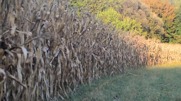 Ripe Corn Field Ready Harvesting Sunny Autumn Day Forest Background — Stock Video