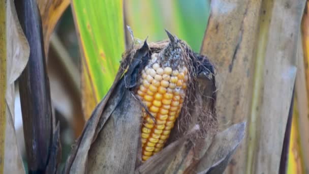 Спелые Кукурузные Початки Кукурузном Поле Готовы Уборке Осенью — стоковое видео