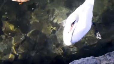 Slovenya 'da Bled Gölü' nde yiyecek arayan beyaz kuğu ve çok sayıda ördek.