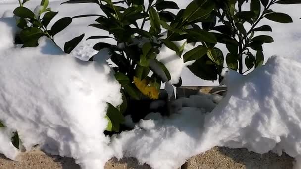 Una Planta Verde Rodeada Nieve Brisa Fría Soleado Día Invierno — Vídeos de Stock