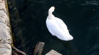 Slovenya 'daki Bled Gölü' nde sol bacağında kırmızı lekeli beyaz kuğu..