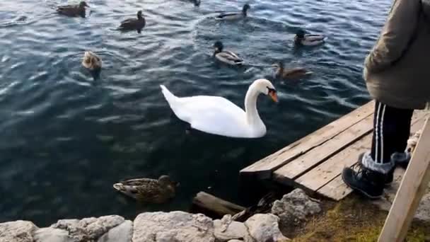 Bled Slovenia Січня 2019 Білі Лебеді Дюжини Водоплавних Птахів Чекають — стокове відео