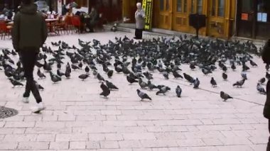 SARAJEVO, BOSNIA VE HERZEGOVINA, 26 Şubat 2019: Saraybosna, Bosna-Hersek 'teki Bascarsija' da güvercinler.