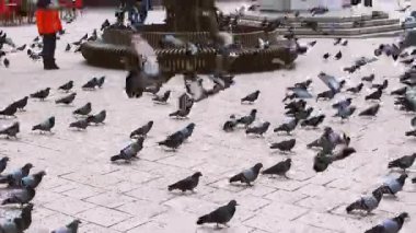 SARAJEVO, BOSNIA VE HERZEGOVINA, 26 Şubat 2019: Saraybosna, Bosna-Hersek 'teki Bascarsija' da güvercinler.