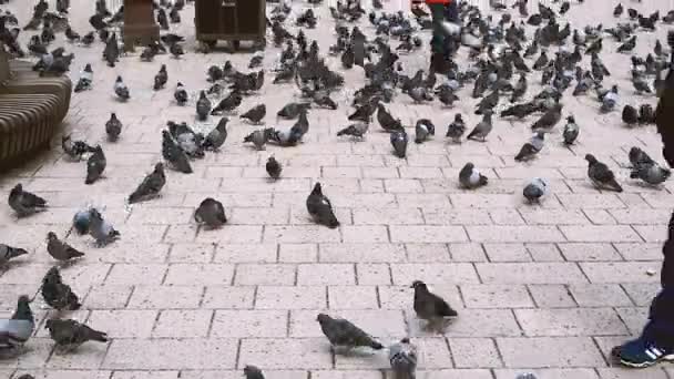 Sarajevo Bosnia Herzegovina Febrero 2019 Fotógrafo Local Bailando Frente Cámara — Vídeos de Stock