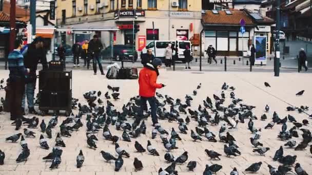Sarajevo Bósnia Herzegovina Fevereiro 2019 Jovem Entre Pombos Com Castanheiros — Vídeo de Stock