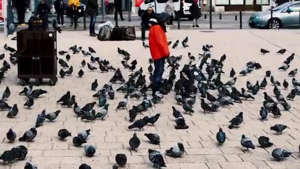 Sarajevo Bosnia Herzegovina Febrero 2019 Niño Entre Palomas Bascarsija Sarajevo — Vídeos de Stock