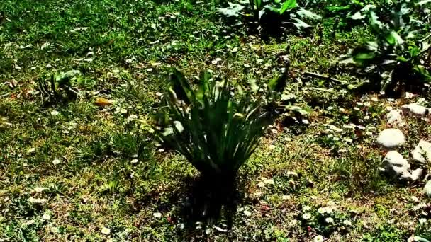 阳光明媚的日子里 春风吹拂着花园的花朵 — 图库视频影像