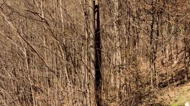 Paisagem Natural Árvores Florestais Jovens Pequena Colina Durante Dia Primavera — Vídeo de Stock