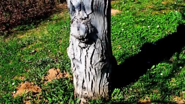 Pień Drzewa Orzecha Włoskiego Świetle Słonecznym Słoneczny Wiosenny Dzień — Wideo stockowe
