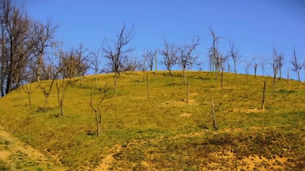 Χώρα Οπωρώνα Στην Ηλιόλουστη Πρώιμη Ανοιξιάτικη Μέρα — Αρχείο Βίντεο