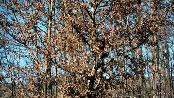 Bahar Esintisinde Eski Kuru Yaprakları Olan Orman Ilkbahar Güneşli Günü — Stok video