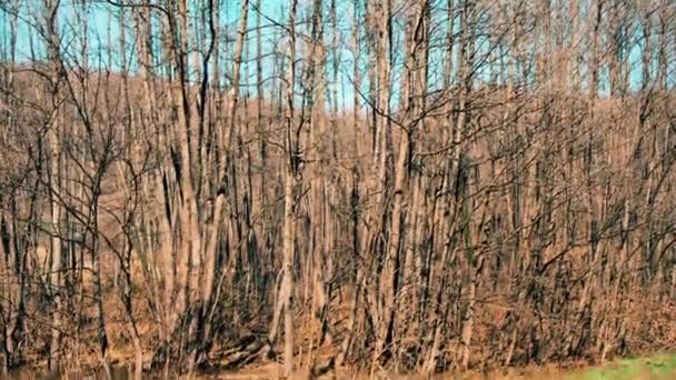Floresta Jovem Brisa Leve Sem Folhas Início Primavera Durante Dia — Vídeo de Stock