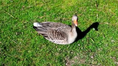 Yalnız bir ördek parkta oturur, sonra ayağa kalkar ve yürür çünkü hasta bir bacağı vardır.. 