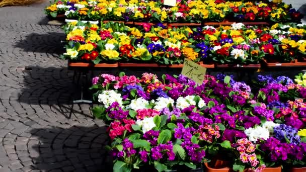 Frankfurt Main Γερμανια Μαρτίου 2019 Πολλά Πολύχρωμα Ανοιξιάτικα Λουλούδια Γλάστρες — Αρχείο Βίντεο