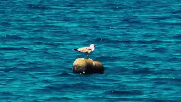 Een Meeuw Staat Midden Zee Een Vat Tijdens Zomerdag — Stockvideo