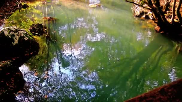 Ormandaki Küçük Gölde Dağ Deresinin Sakin Yeşil Suyu — Stok video