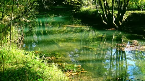 Calme eau verte du ruisseau de montagne dans un petit lagon dans la forêt. 