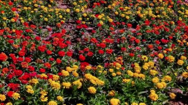 Güneşli bir günde çeşitli renkli tarlalar.