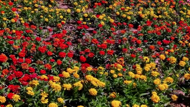 Διάφορα Λουλούδια Πολύχρωμο Πεδίο Κατά Διάρκεια Της Ηλιόλουστης Ημέρας — Αρχείο Βίντεο