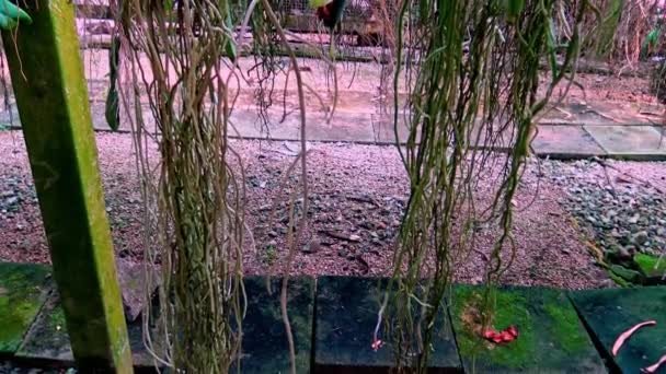 Raízes Flores Orquídeas Fazenda Orquídeas — Vídeo de Stock