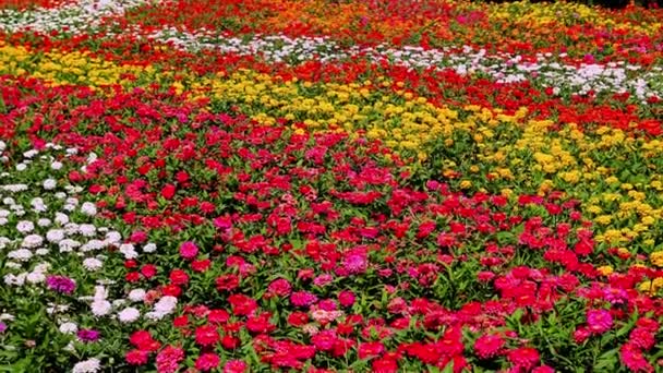 Varias Flores Campo Colorido Durante Día Soleado — Vídeo de stock