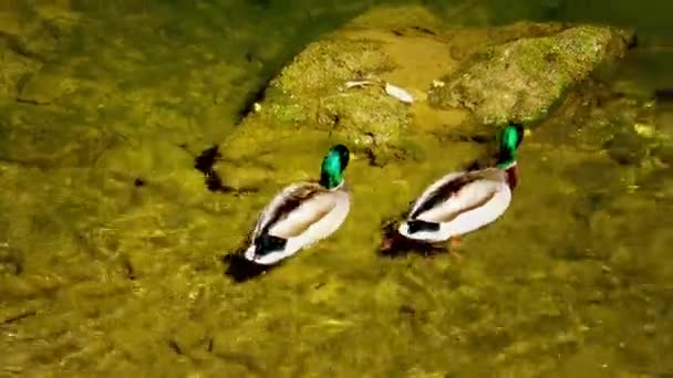 Two Ducks Swimming Clear Mountain Creek Water Sunny Spring Day — Stock Video