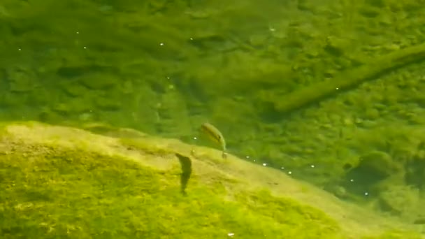 Peixes Nadando Água Cristalina Riacho Montanha Durante Dia Ensolarado Primavera — Vídeo de Stock