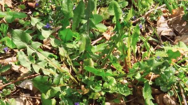 Зеленый Одуванчик Листья Растений Другие Луговые Растения Среди Сухих Листьев — стоковое видео
