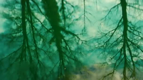 Baumsilhouetten Spiegeln Sich Der Oberfläche Des Ruhigen Gebirgsflusses — Stockvideo