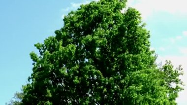 Taze yeşil yapraklarla kaplı orman ağaçları güneşli bahar gününde rüzgarda sallanıyor..