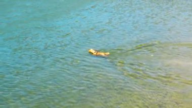 Nehirde bir köpek yüzüyor, tahta bir sopa yakalayıp geri almak için..