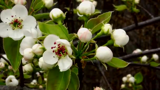 春の日の間に果樹園の枝にいくつかの小さな芽を持つ愚かな花の梨の木の花 — ストック動画