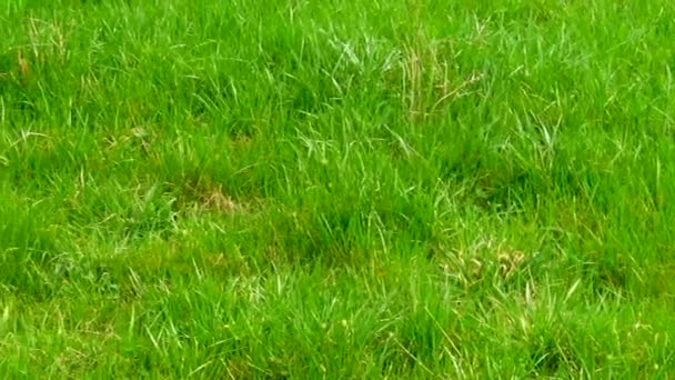Świeża Łąka Zielona Trawa Falująca Lekkim Wietrze Podczas Słonecznego Wiosennego — Wideo stockowe
