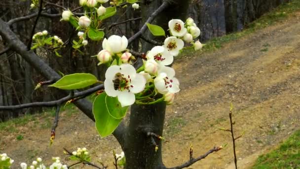 Méhecske Virágport Vesz Körtefa Virágaiból Bolondos Virágban Gyümölcsösben Tavasszal — Stock videók