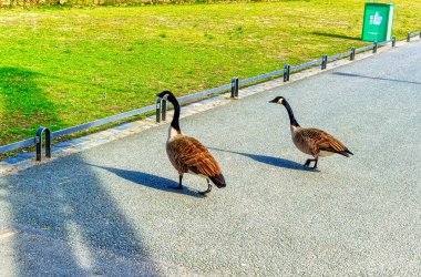 FRANKFURT AM MAIN, GERMANY, Mart 09 2019: Frankfurt am Main, Almanya 'daki Main nehri boyunca halka açık parkta özgürce yürüyen kazlar.