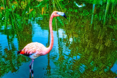 Flamingo kuşu suyun içinde duruyor.