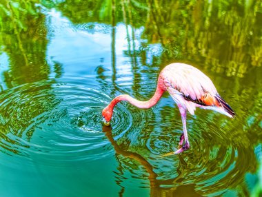 Flamingo kuşu suyun içinde duruyor.