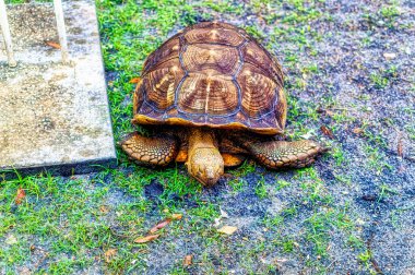 Kaplumbağa doğal parkın içinde..