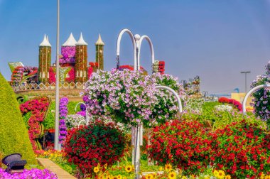 Dubai, Birleşik Arap Emirlikleri, Kasım 05 2019: Dubai, Birleşik Arap Emirlikleri 'ndeki ünlü Mucize Bahçesi' nde çeşitli çiçek süsleri sergilendi.