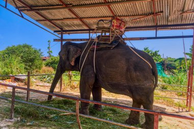 Phuket, Tayland 'da fren zamanında gölgede durup yemek yiyen bir fil.. 