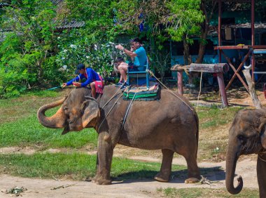 PHUKET, THAILAND, Ocak 05 2020: Bir fil rehberi Tayland 'ın Phuket kentindeki fil yürüyüşü sırasında sırtüstü otururken muzlu hayvanları buluyor.