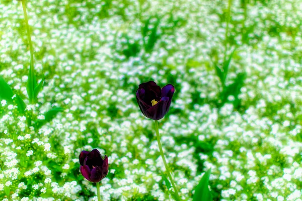 Black Tulip Flowers Green Field Sunny Spring Day — Stock Photo, Image