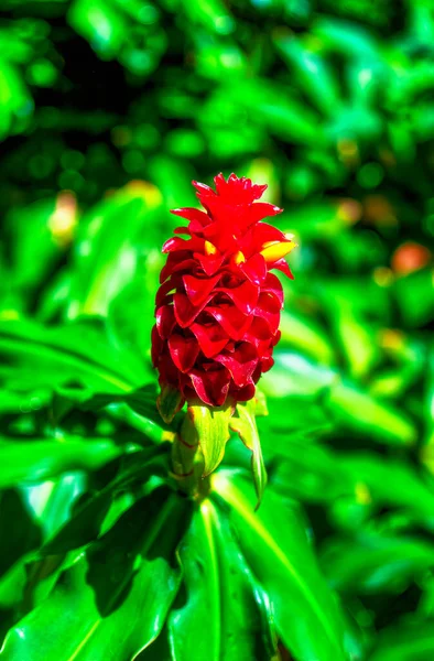 Flor Roja Exótica Rodeada Vegetación Entorno Natural —  Fotos de Stock
