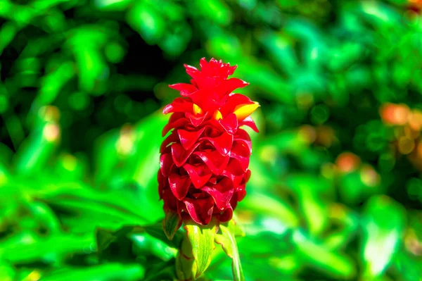 Czerwony Egzotyczny Kwiat Otoczony Zielenią Środowisku Naturalnym — Zdjęcie stockowe