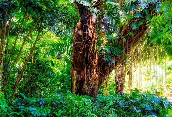 Exotiskt Träd Omgivet Rik Grönska Natur Park Omgivning — Stockfoto