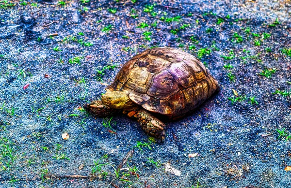 Żółw Polu Wewnątrz Parku Naturalnego — Zdjęcie stockowe